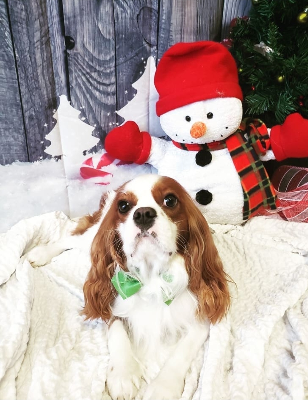 Cavalier King Charles Spaniel in holiday décor