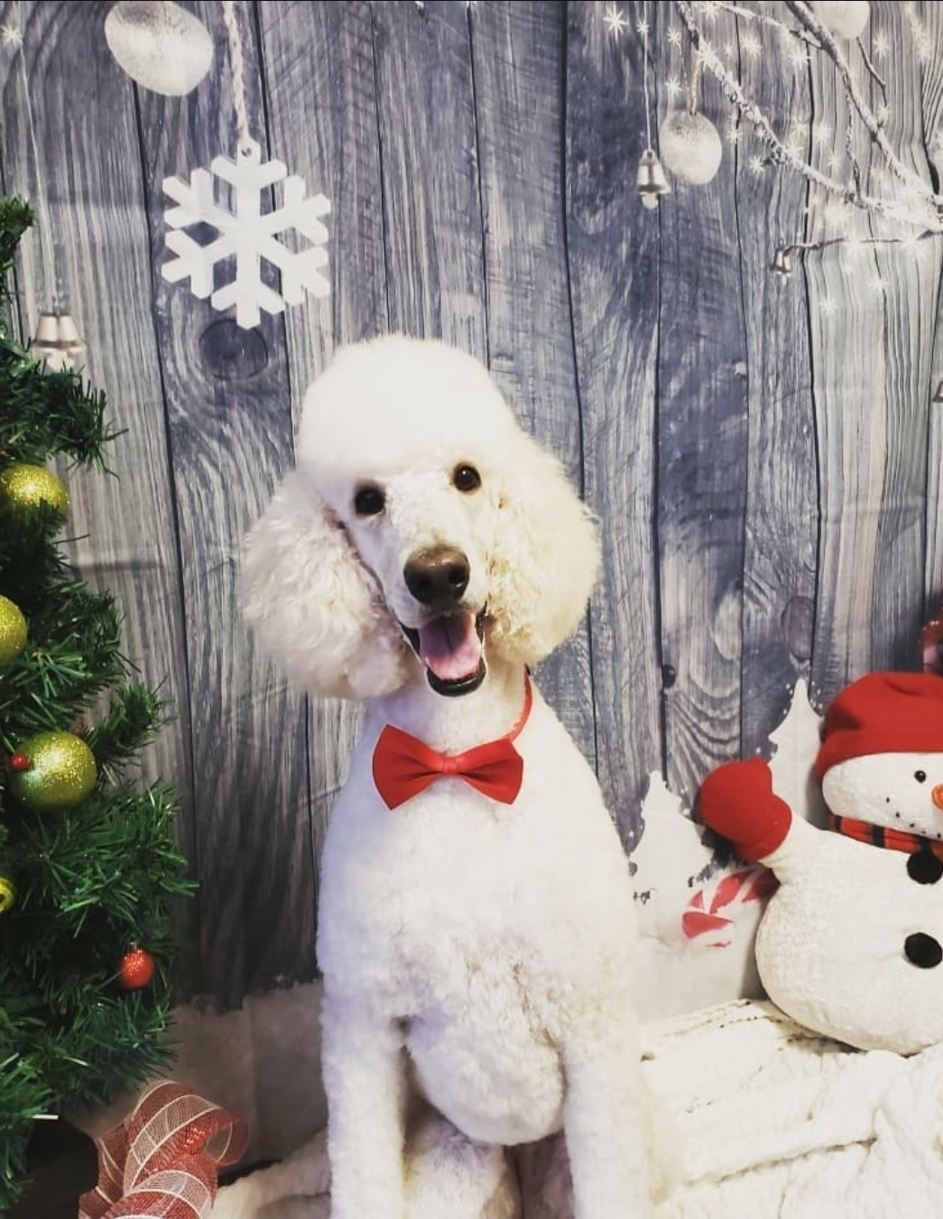 Standard poodle in a red bow tie