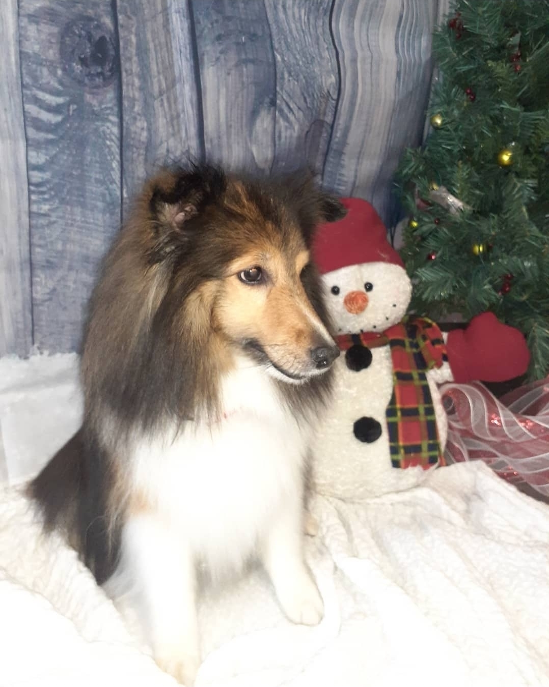 Sheltie posing next to a snowman