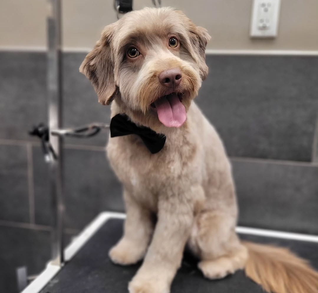 Cream doodle with a black bow tie on the grooming table