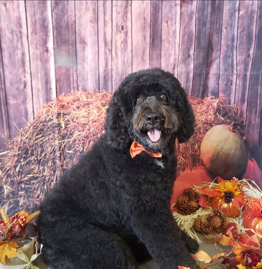 Black doodle in an autumn pumpkin set