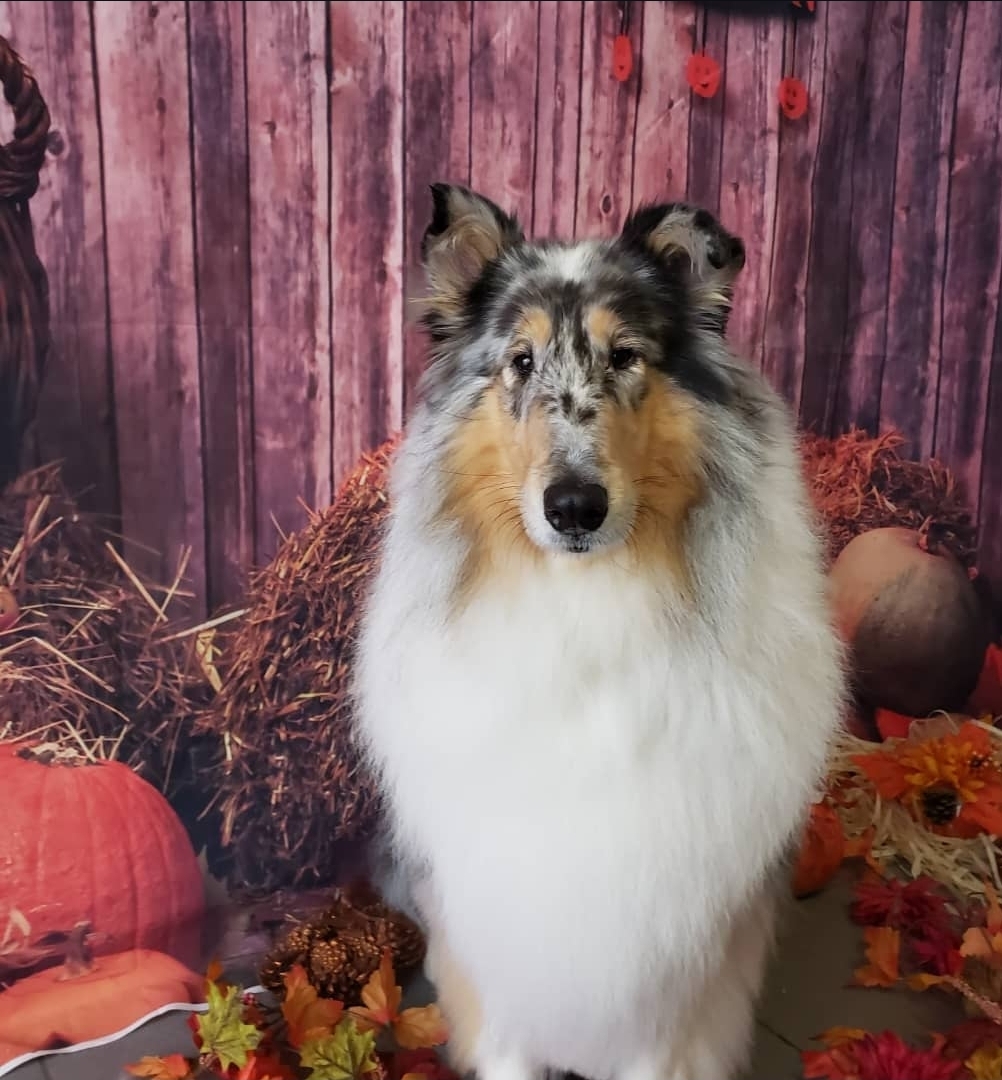 Blue merle Rough Collie in a fall photo set