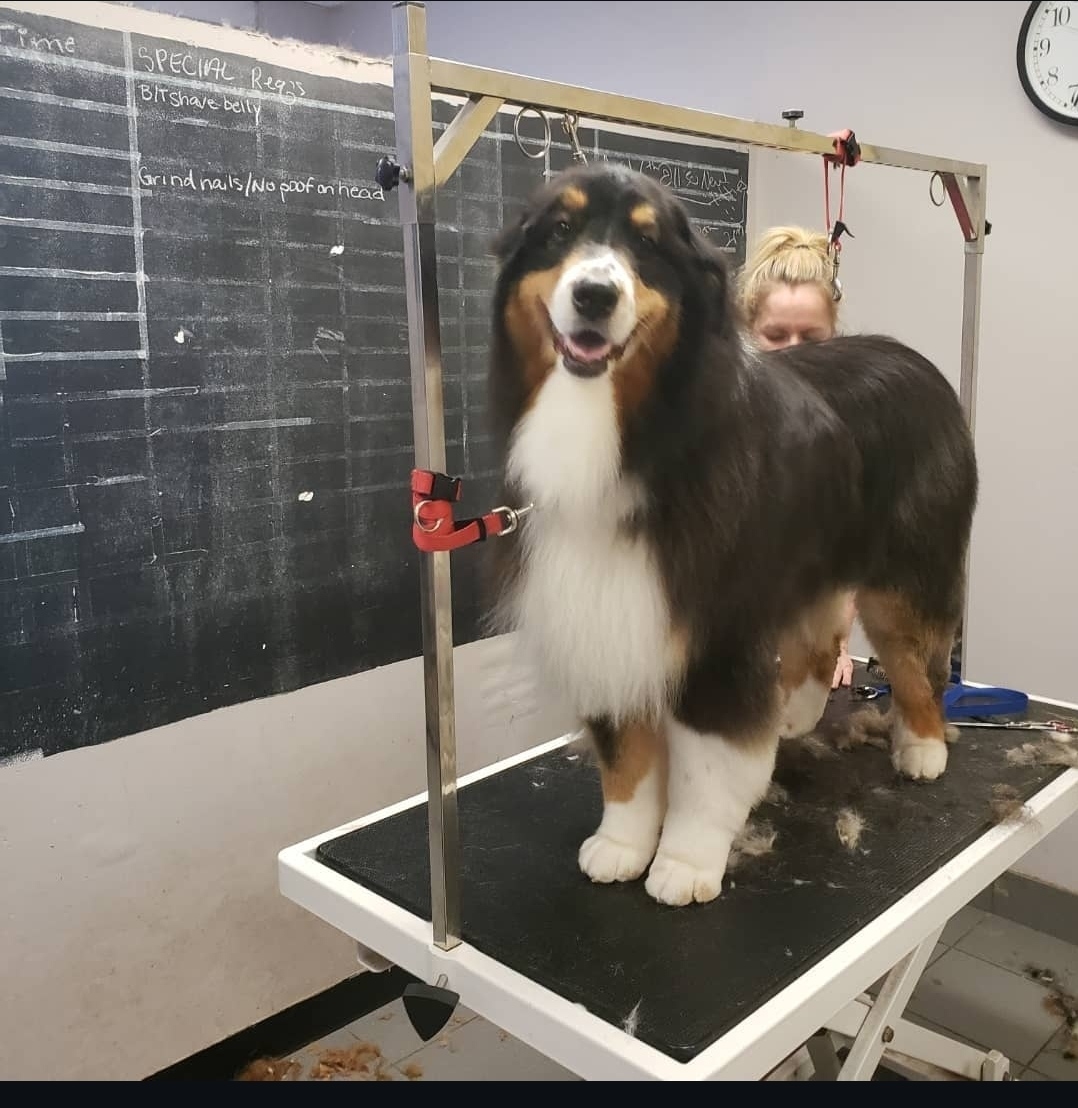 Freshly groomed doodle puppy