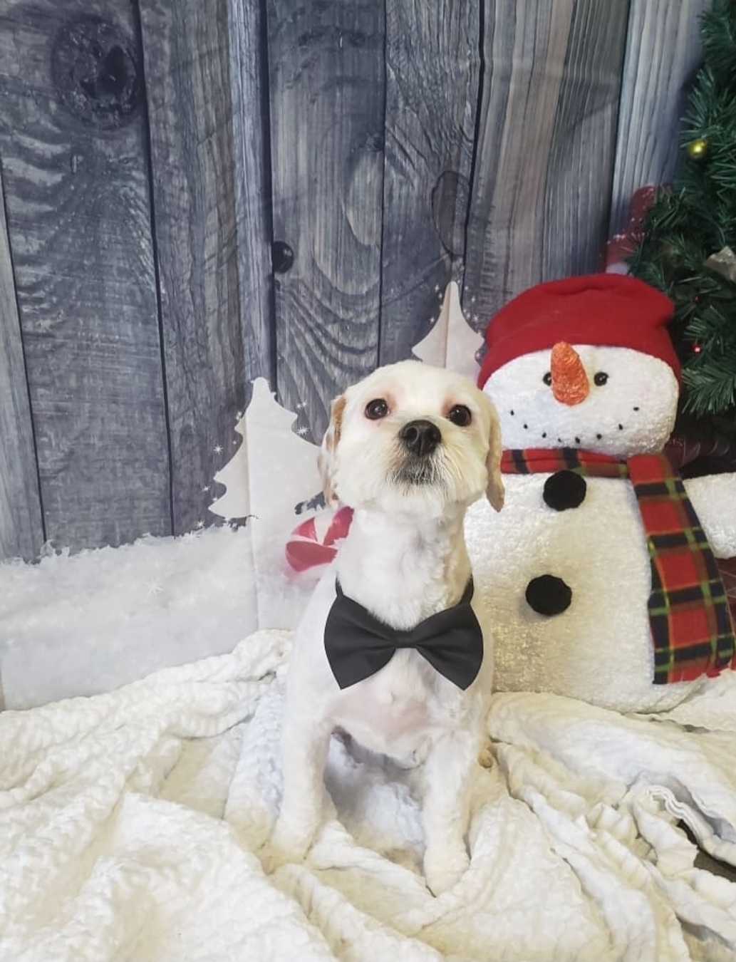 White shih tzu in a black bow tie