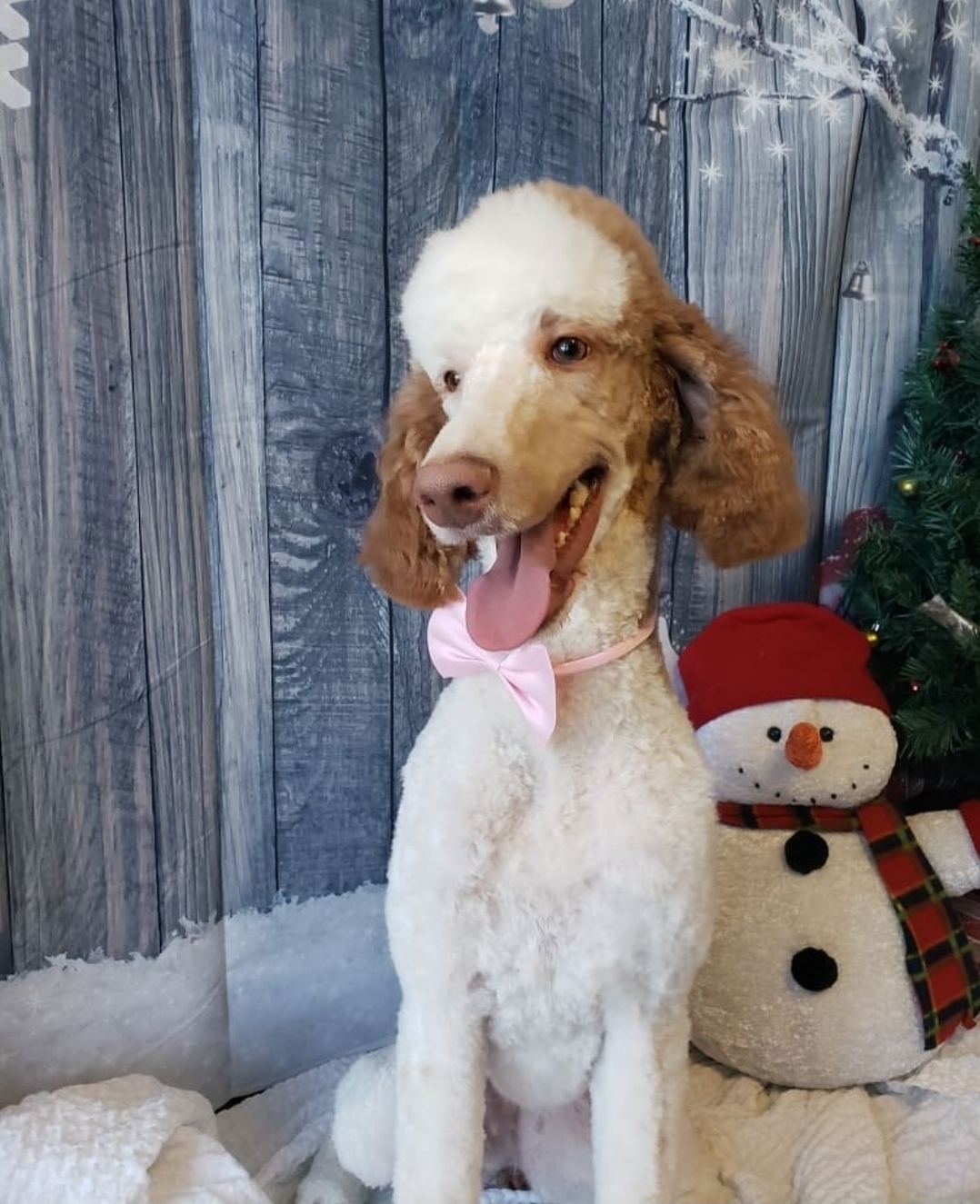 Apricot poodle with a fresh top-knot
