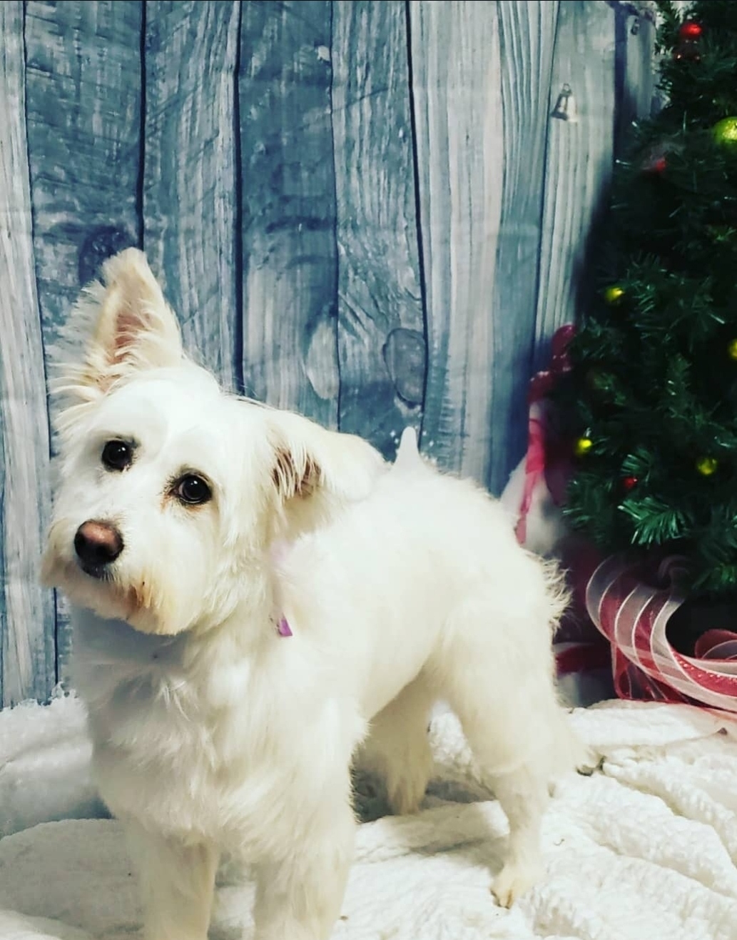 Westie pup posing by the Christmas tree